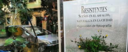 Resistentes. Sueños en el asfalto, naturaleza en la ciudad