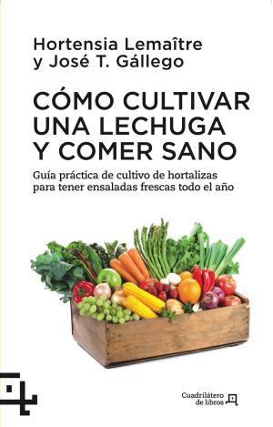 CÓMO CULTIVAR UNA LECHUGA Y COMER SANO